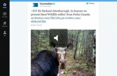 People on Twitter are confusing David Attenborough with Richard Attenborough