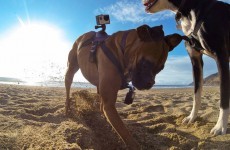 GoPro created a harness which lets you capture the world from a dog's viewpoint