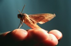 Man had moth live in his head for three days