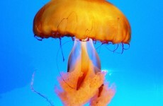 Tourists urged to take care swimming after boy dies from box jellyfish sting in Thailand