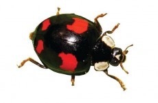 Have you seen this invasive ladybird?
