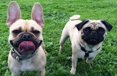10 undeniable signs that you're obsessed with getting a dog
