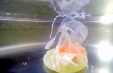 Guy boils his GoPro camera to shoot underwater view of an egg poaching