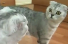 Dramatic cat spots itself in the mirror for the first time