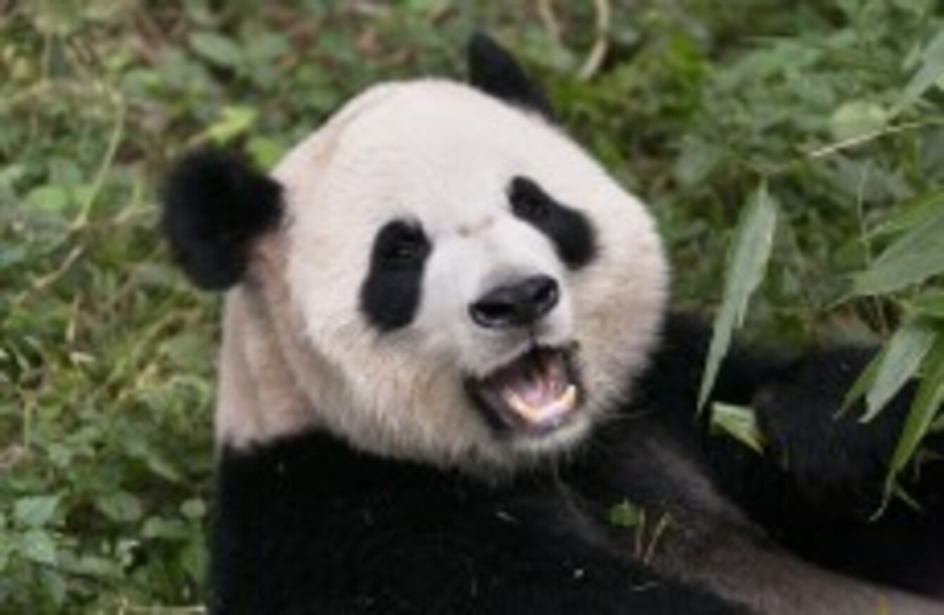 Live birth broadcast cancelled after panda fakes pregnancy to get more food