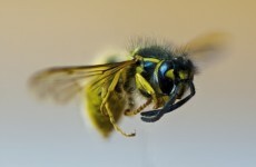 Thousands of wasps take over bedroom after owner leaves window open