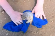 Panicked woodchuck rescued after getting stuck in its own hole