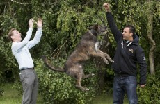 This dog can jump as high as Ryan Tubridy's head