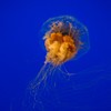 Opinion: Friend or foe? What you need to know about jellyfish