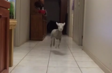This happy bouncing lamb is everyone going to Electric Picnic tomorrow