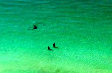 People paddling in Florida totally unaware of shark just metres away