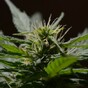 Cannabis herb seized, 45-year-old man arrested in Tallaght raid