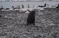 Baby penguin has a sh** day