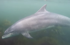 This soothing video of Fungi the Dolphin will ease you into the week