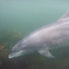 This soothing video of Fungi the Dolphin will ease you into the week