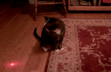 Human finally outsmarts cat by attaching laser to its head