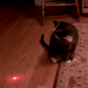 Human finally outsmarts cat by attaching laser to its head