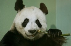 Edinburgh Zoo says its giant panda may have had a miscarriage