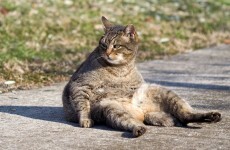 A Russian bank is giving out cats to people taking out mortgages