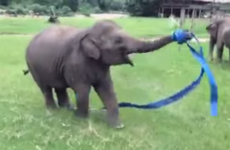 This baby elephant enthusiastically dancing with ribbon will make you smile