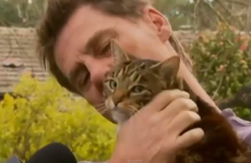 Cat saves owner from burning house by jumping on him and 'screaming'