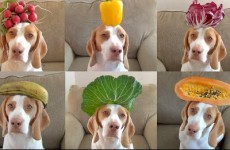 Stop everything and watch this dog balancing a bunch of food on his head