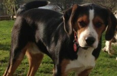 Have you seen autism companion dog Toby? There are fears he may have been stolen
