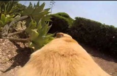 This extremely excited dog running to the beach is you leaving work every day