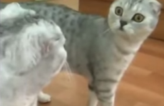 This cat's sudden realisation that he's a cat is just heartbreaking