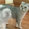 This cat's sudden realisation that he's a cat is just heartbreaking