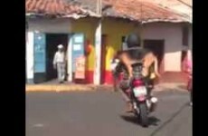 Dog with seriously good balance gets a ride on the back of owner's bike