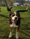Remember Toby, the autism companion dog? He's been found and is back with his owner