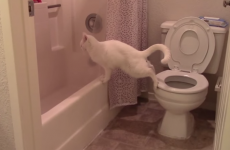 Cat tries to use the toilet, but fails heroically