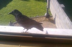 A 'crazy crow' is tormenting the people of a Co Louth village