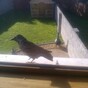 A 'crazy crow' is tormenting the people of a Co Louth village