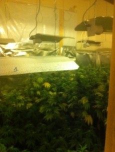 Man charged over growhouse with €62,000 worth of cannabis plants