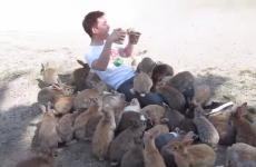 This huge swarm of fluffy bunnies is either your biggest dream or worst nightmare