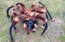 This mutant spider-dog prank is just pure evil