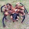 This mutant spider-dog prank is just pure evil