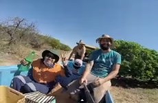 A day in the life of an Irish fruit picker in Oz
