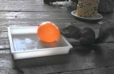 Squirrel learns a harsh lesson about water balloons