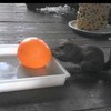 Squirrel learns a harsh lesson about water balloons