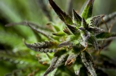 Four for court over €200,000 Galway cannabis haul