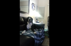 Massive Great Dane gives out and throws a hissy fit