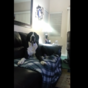 Massive Great Dane gives out and throws a hissy fit