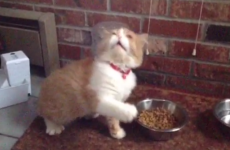 Can someone please help this cat stop sneezing?