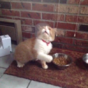 Can someone please help this cat stop sneezing?