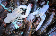 Two exceptionally rare albino lobsters caught in one week in Maine
