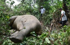 Two endangered elephants found dead with their tusks removed