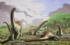 Another new species of dinosaur has been discovered
